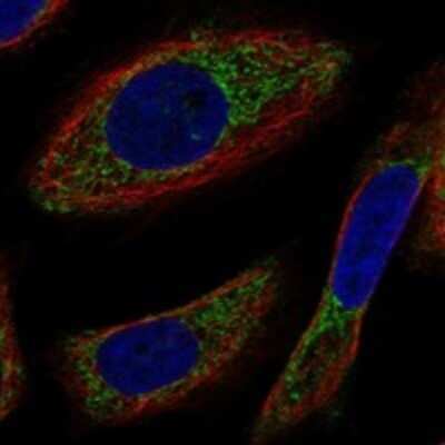 Immunocytochemistry/ Immunofluorescence: NYAP2 Antibody [NBP3-17405]