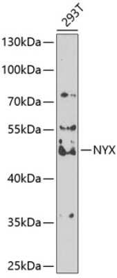 Western Blot: NYX AntibodyBSA Free [NBP2-94226]