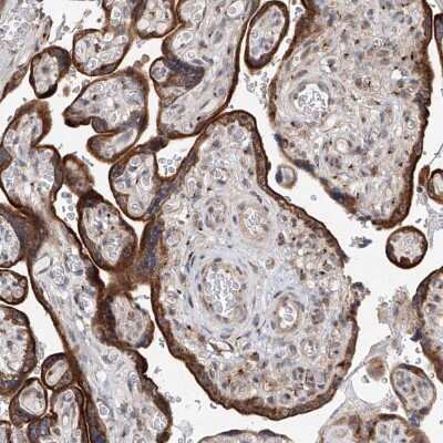 Immunohistochemistry-Paraffin: NaGLT1 Antibody [NBP1-81104]