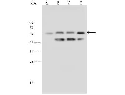 Western Blot: Nab2 Antibody [NBP2-99585]