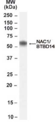 Western Blot: NAC1 Antibody [NB100-58964]