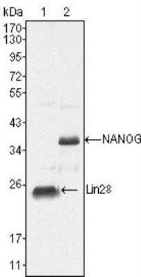 Western Blot: Nanog Antibody (1E6C4)Azide and BSA Free [NBP2-80865]