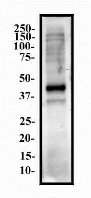 Western Blot: Nanog Antibody (1E6C4)Azide and BSA Free [NBP2-80865]