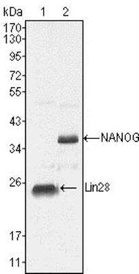 Western Blot: Nanog Antibody (1E6C4)BSA Free [NBP1-47427]