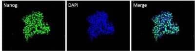 Immunocytochemistry/ Immunofluorescence: Nanog Antibody (23D2-3C6) [NBP2-22632]