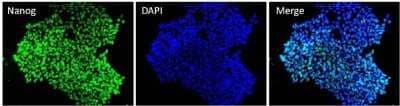 Immunocytochemistry/ Immunofluorescence: Nanog Antibody (23D2-3C6) [NBP2-22632]