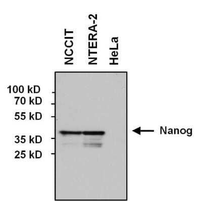 Western Blot: Nanog Antibody (23D2-3C6) [NBP2-22632]