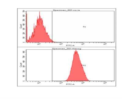 Flow Cytometry: Nanog Antibody (5A10) - BSA Free [NBP1-04320]