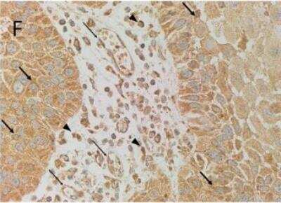 Immunohistochemistry: Nanog Antibody (5A10) - BSA Free [NBP1-04320]