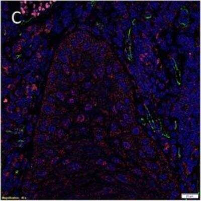 Immunohistochemistry: Nanog Antibody (5A10) - BSA Free [NBP1-04320]