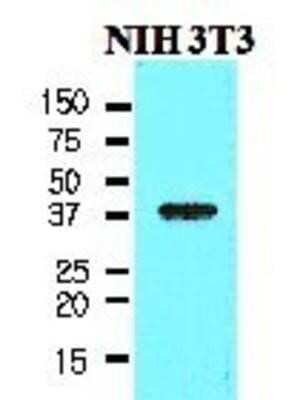 Western Blot: Nanog Antibody (5A10)BSA Free [NBP1-04320]