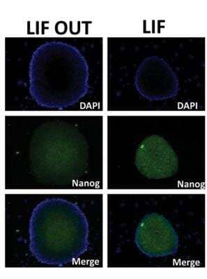 Immunocytochemistry/ Immunofluorescence: Nanog Antibody [NB100-58842]