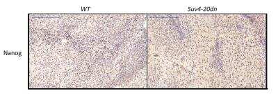 Immunohistochemistry: Nanog Antibody [NB100-58842]
