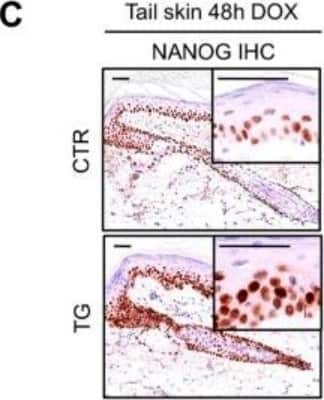 Immunohistochemistry-Paraffin: Nanog Antibody [NB100-58842]
