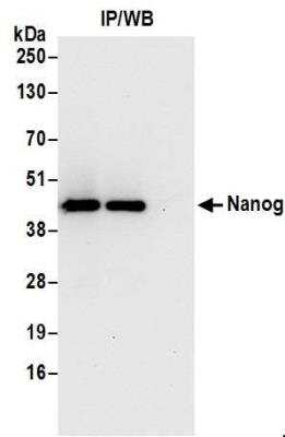 Immunoprecipitation: Nanog Antibody [NB100-58842]