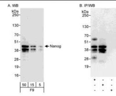 Western Blot: Nanog Antibody [NB100-588]