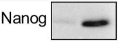 Western Blot: Nanog Antibody [NB100-588]