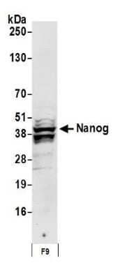 Western Blot: Nanog Antibody [NB100-588]