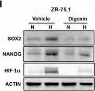 Western Blot: Nanog Antibody [NB100-588]