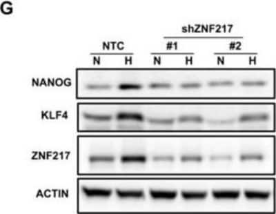 Western Blot: Nanog Antibody [NB100-588]