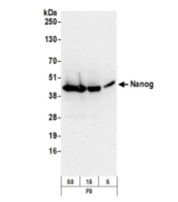 Western Blot: Nanog Antibody [NB100-58842]