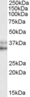 Western Blot: Nanog Antibody [NB100-59737]