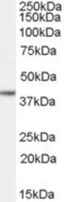 Western Blot: Nanog Antibody [NB110-40660]