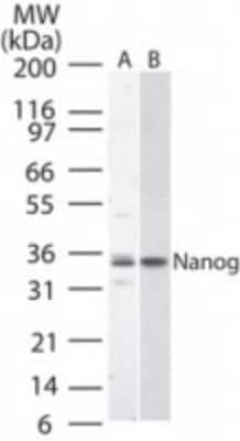 Western Blot: Nanog Antibody [NBP2-24941]