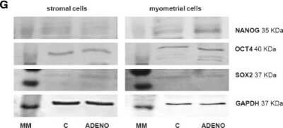 Western Blot: Nanog Antibody [NBP2-24941]