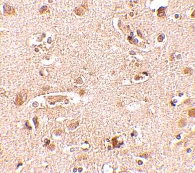 Immunohistochemistry-Paraffin: Nanos2 Antibody - BSA Free [NBP1-76917]