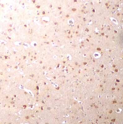 Immunohistochemistry-Paraffin: Nanos3 Antibody - BSA Free [NBP1-76919]