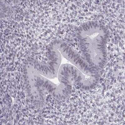 Immunohistochemistry-Paraffin: Nanos3 Antibody [NBP2-38011]