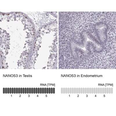 Immunohistochemistry-Paraffin: Nanos3 Antibody [NBP2-38011]