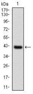 Western Blot: Napsin A Antibody (10C4B8)BSA Free [NBP2-37355]