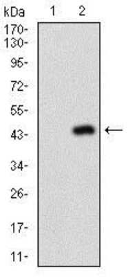 Western Blot: Napsin A Antibody (10C4B8)BSA Free [NBP2-37355]