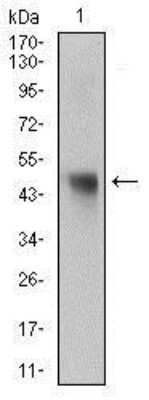 Western Blot: Napsin A Antibody (10C4B8)BSA Free [NBP2-37355]