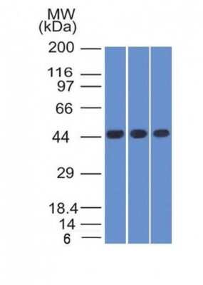 Western Blot: Napsin A Antibody (NAPSA/1238)BSA Free [NBP2-54383]