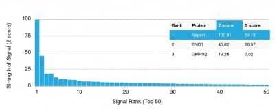 Protein Array: Napsin A Antibody (NAPSA/1238) [NBP2-45244]