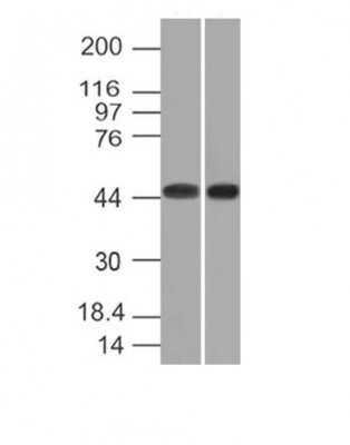 Western Blot: Napsin A Antibody (NAPSA/1239)BSA Free [NBP2-54384]