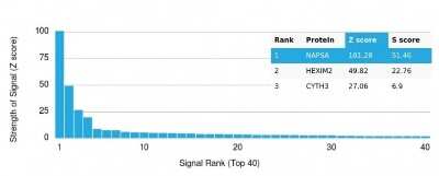 Protein Array: Napsin A Antibody (NAPSA/3305) [NBP3-07866]