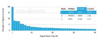 Protein Array: Napsin A Antibody (NAPSA/3307) - Azide and BSA Free [NBP3-08377]
