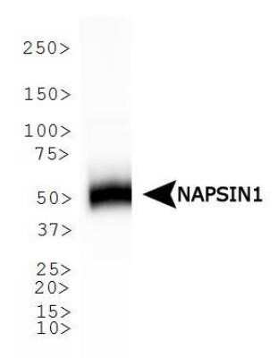 Western Blot: Napsin A Antibody (TMU-Ad02)Azide and BSA Free [NBP2-80866]