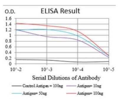 ELISA: Nbs1 Antibody (7E4A2) - Azide and BSA Free [NBP2-80867]