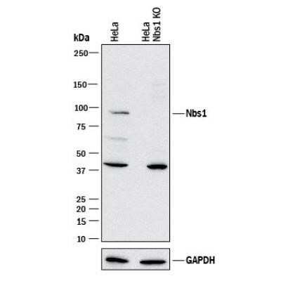 Knockout Validated: Nbs1 Antibody (7E4A2) - Azide and BSA Free [NBP2-80867]