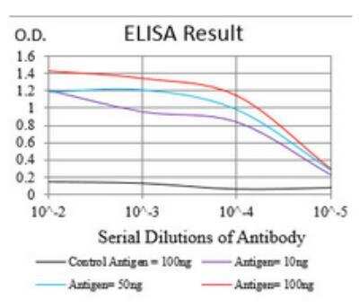ELISA: Nbs1 Antibody (7E4A2) [NBP2-26297]