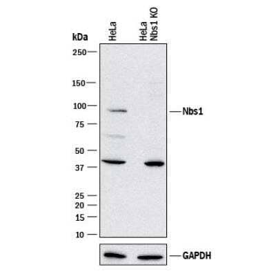 Knockout Validated: Nbs1 Antibody (7E4A2) [NBP2-26297]