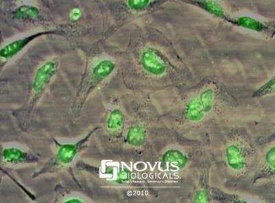 Immunocytochemistry/ Immunofluorescence: Nbs1 Antibody [NB100-143]