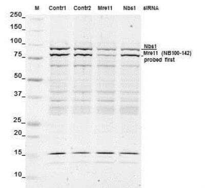 Western Blot: Nbs1 Antibody [NB100-143]