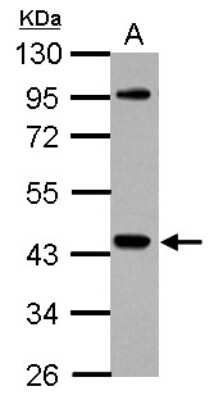 Western Blot: NCK1 Antibody [NBP2-19489]