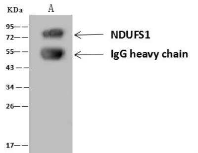 Immunoprecipitation: Ndufs1 Antibody [NBP3-12701]
